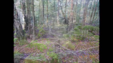 Luonnonmuistomerkki