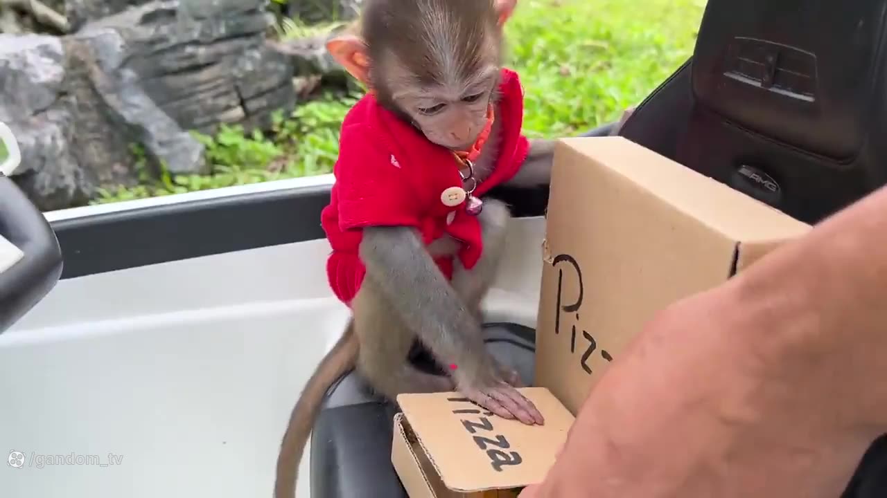 little monkey