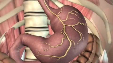 How Human Stomach Works (3D Animation)