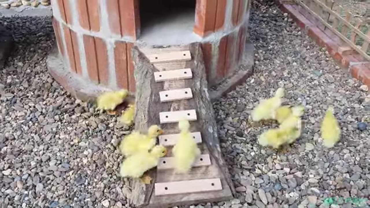 Design cage for ducklings and aquarium 2 in 1..