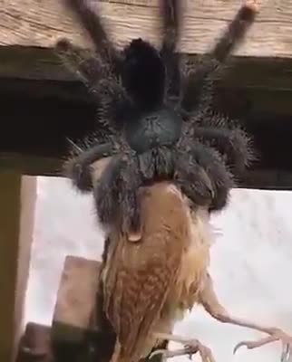 Australian spider eating a birdsicle