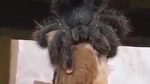 Australian spider eating a birdsicle