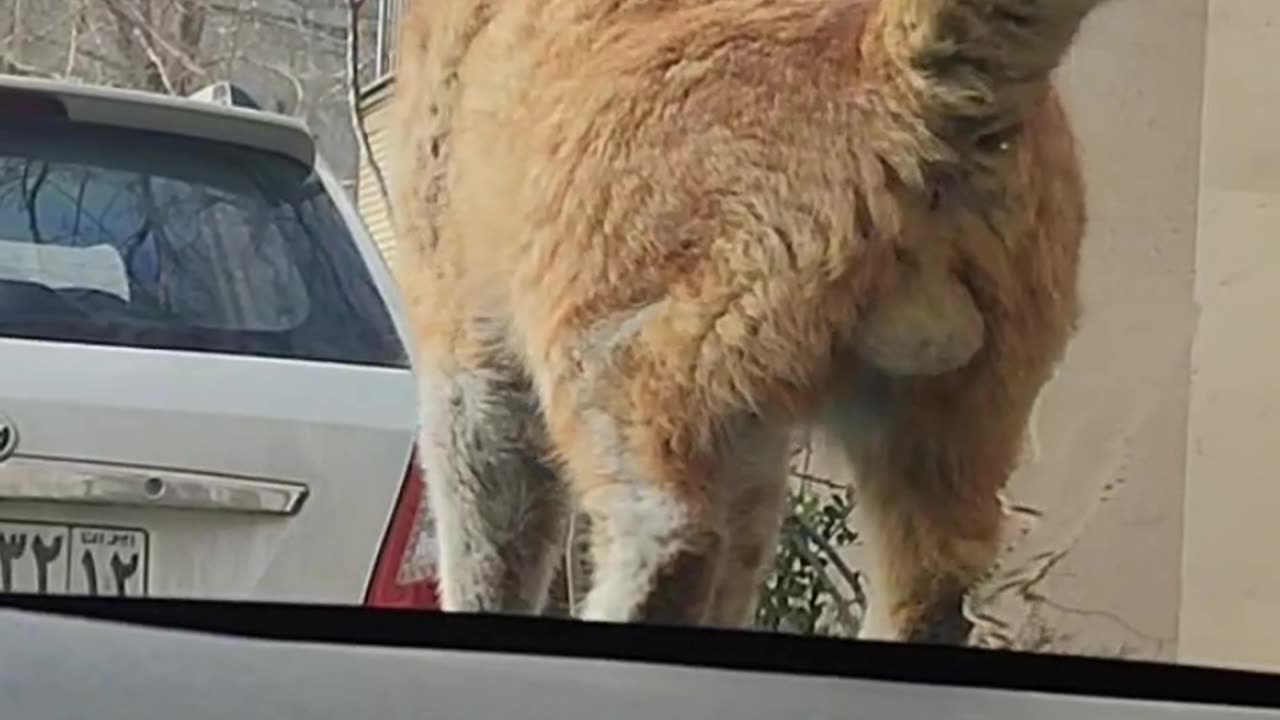 #Cat_fuls #funny_cat #pee #car #animals #sweet