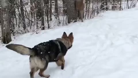 Snowy