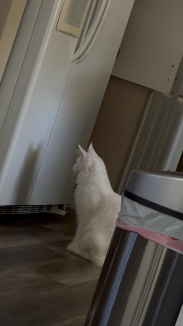 Main Coon Cat Sees His Shadow