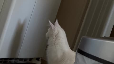 Main Coon Cat Sees His Shadow