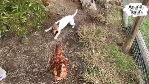 The funniest animal ever
