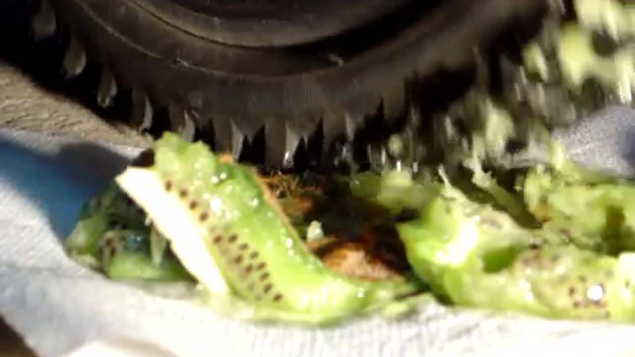 Bike Tire Crushes Kiwi