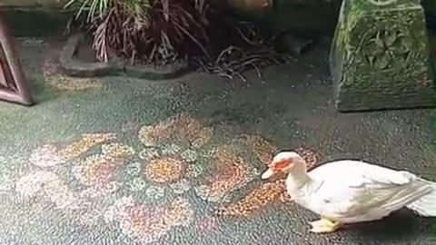 A Duck Walked Into My House… and Asked My Cat for Permission?! 😂🦆🐱