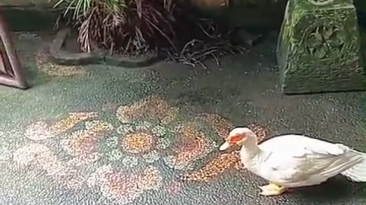 A Duck Walked Into My House… and Asked My Cat for Permission?! 😂🦆🐱