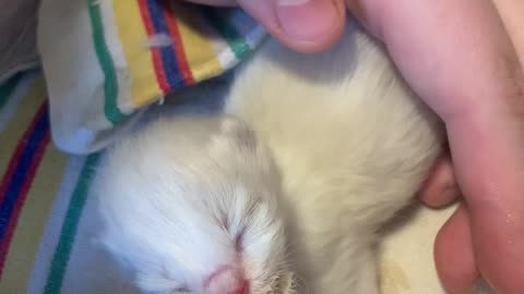 Bottle Feeding Ragdoll Kittens