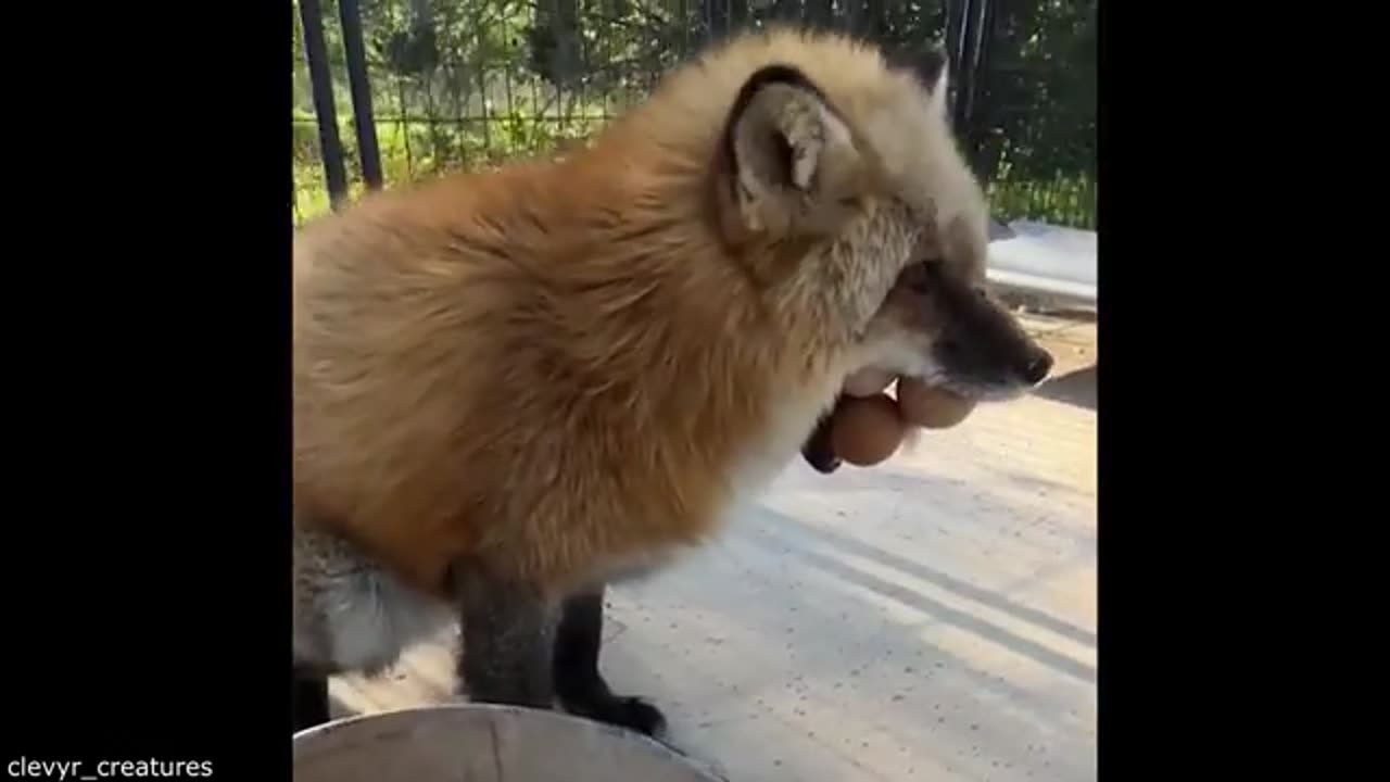 They Didn't Get the Invite - Daily Dose of Pets