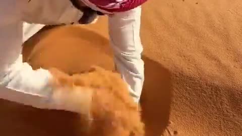 🤯🌵 Digging Out a Desert Fish Will Surprise You! | FeedMyCuriosity