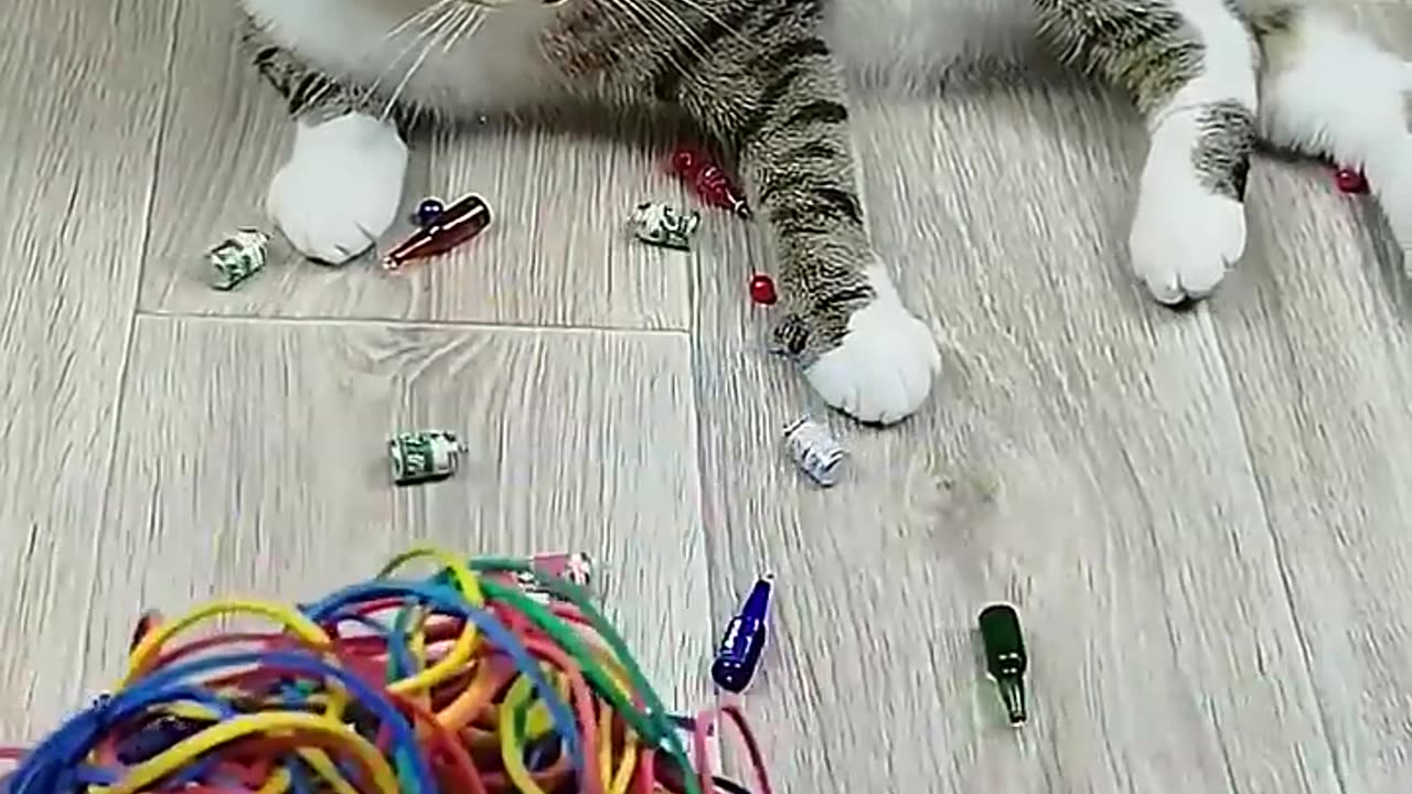 Cat Barsik Beads ๐งก๐ Reverse Video