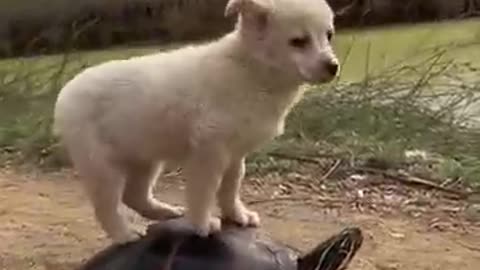 Funny animal videos