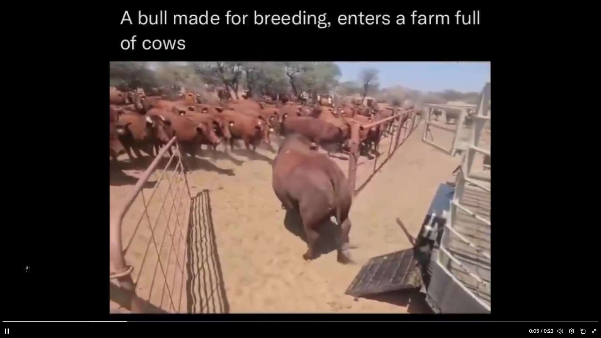 So many to choose from. Bull introduced to many cows ready for breeding