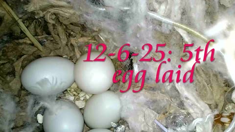 Active Zebra Finch Nest 12-6-25
