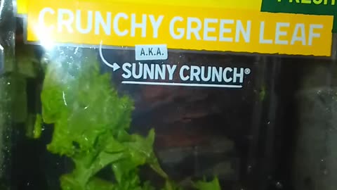 I think I got food poisoning from this F'ing salad