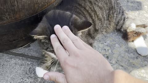 Cat relaxing