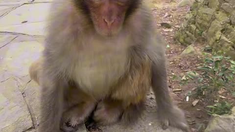 Funniest Animal Moments That Will Make You Laugh