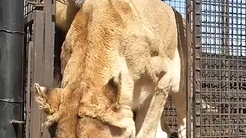 How to Unload LIONS #wildlife #animal #fun