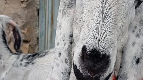 "Goat Takes a Walk Through the Village – Peaceful Farm Life!"
