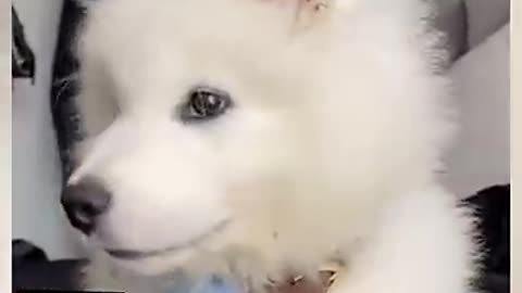 Just whining