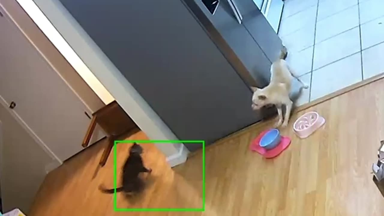 Sneak Attack in the Kitchen