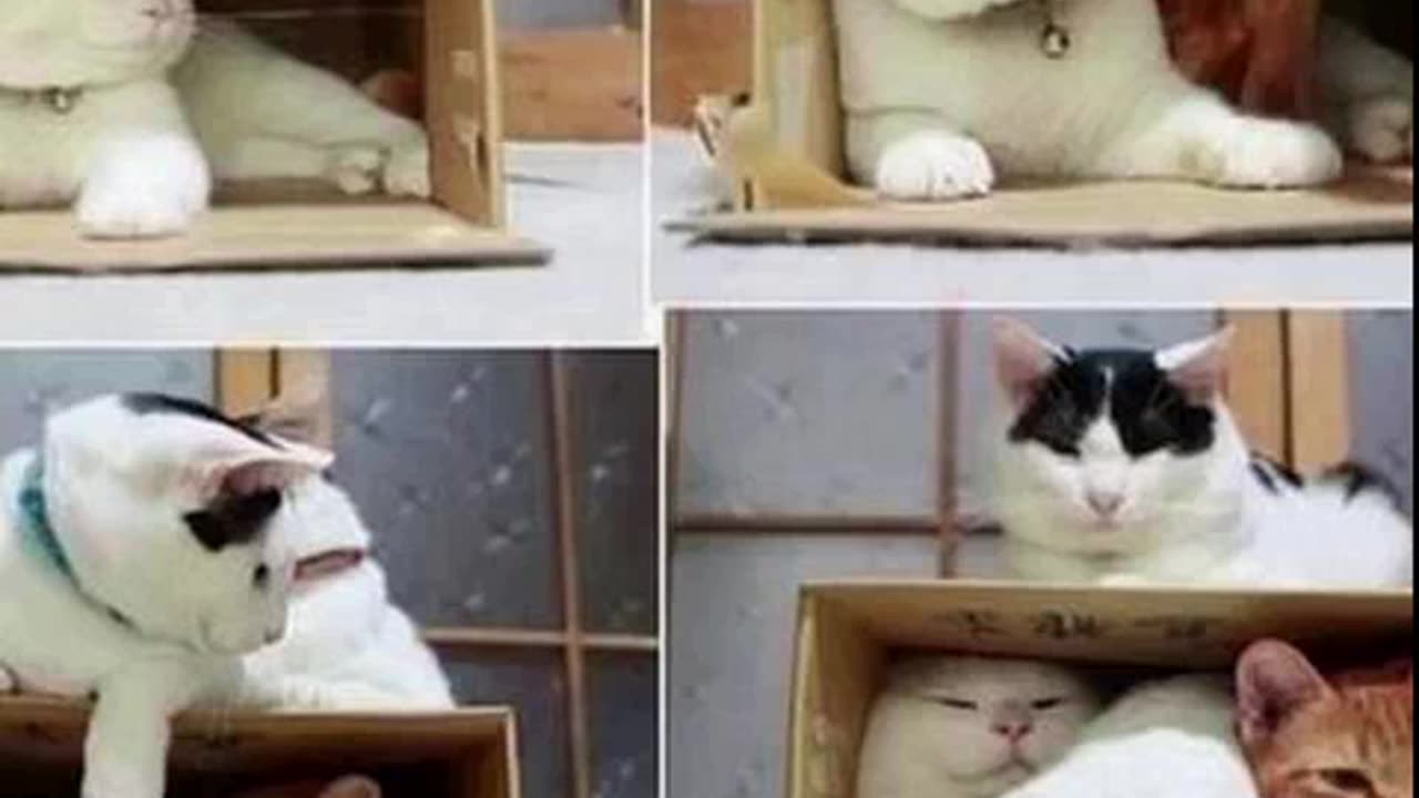 os melhos desenhos animados 2025.mp4