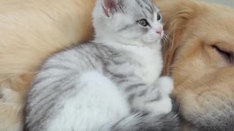 Kitten Raised By Golden Retriever Grows Up To Think He's A Dog Too