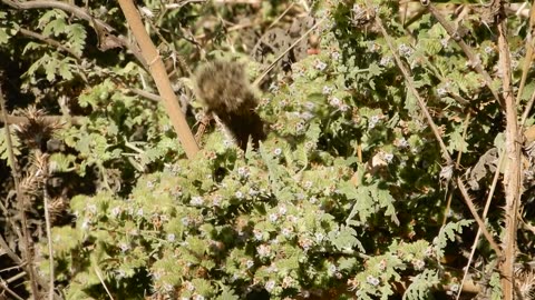 A Ground Squirrel.