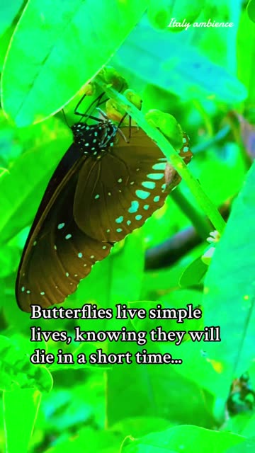 Butterflies live simple lives, knowing they will die in a short time. 🦋🦋