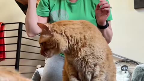 When you have two cats… 🐱 🐱 🐱