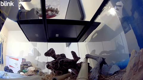 Gecko feeding time 1-14-26. Foster life and believe in yourself.