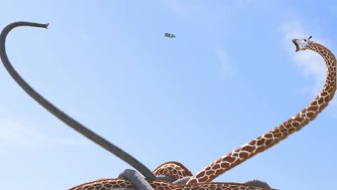 giraffe-vs-elephant-fight-for-water