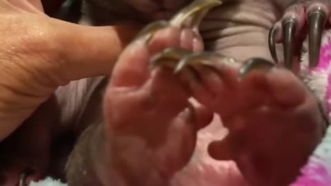 They Thought the Wombat Was Gone—Then They Heard a Tiny Cry#animals #Foryou #Friendship #Us