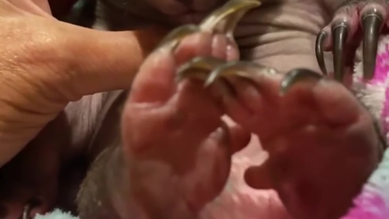 They Thought the Wombat Was Gone—Then They Heard a Tiny Cry#animals #Foryou #Friendship #Us