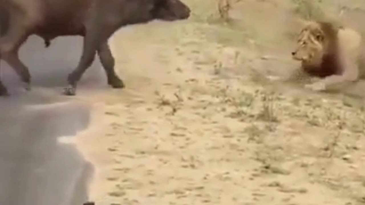 Face-Off in the Wild: Buffalo vs. Lion 🐃🔥
