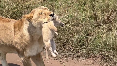 Rare Sighting of Lioness Changing the Cubs Den