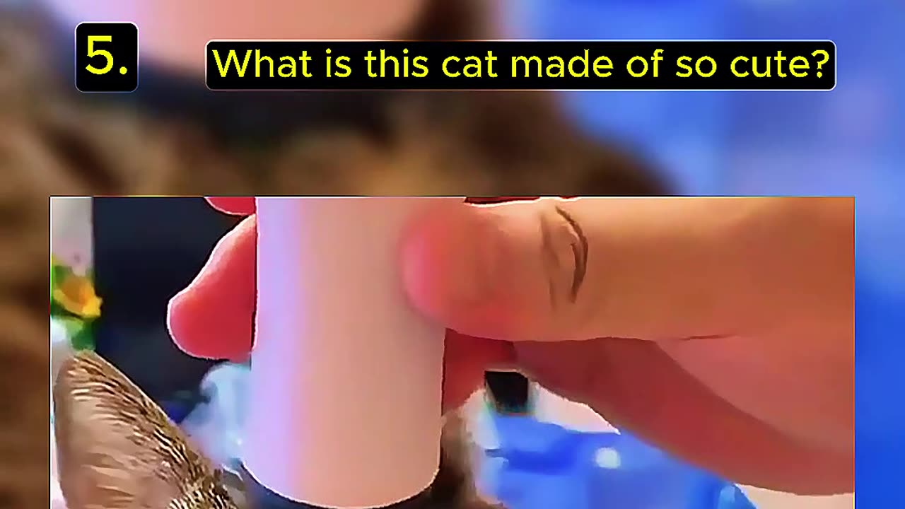 Top 5 Random Cat Videos