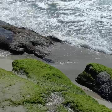 WAVES and SUNSHINE With a dash of Birds - 2025 #beach #shorts #nature OCEAN