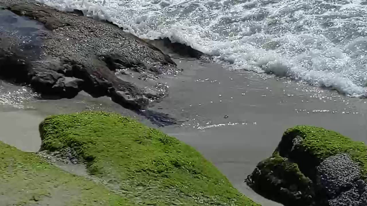 WAVES and SUNSHINE With a dash of Birds - 2025 #beach #shorts #nature OCEAN