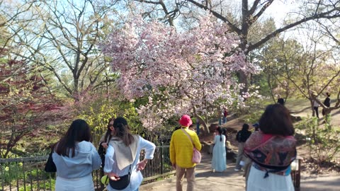 【4K】Toronto High Park 🌸 Cherry Blossom Full Bloom Canada 🇨🇦