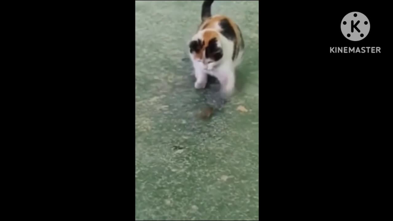 ANIMALS FUNNY MEMES video compilation 2025