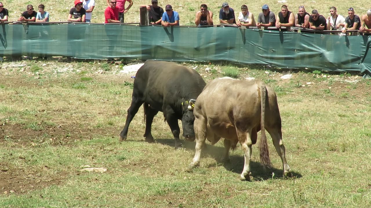 Lugo od Linčara i Galića vs Cunami od Prcele Šestanovac 2025