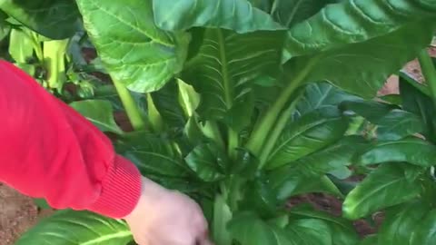 Swiss chard harvest