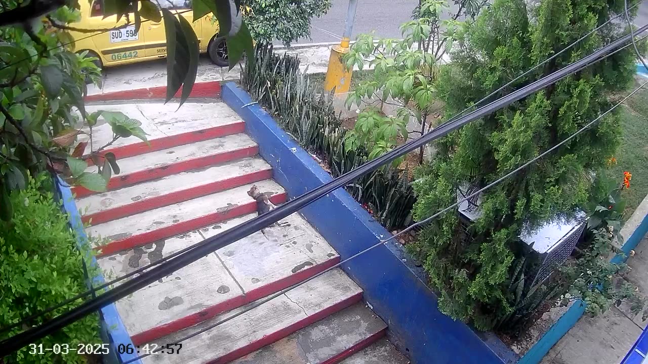 perro