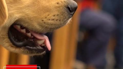 Cecilia Hernández – Perro de Graduación y Servicio Canela