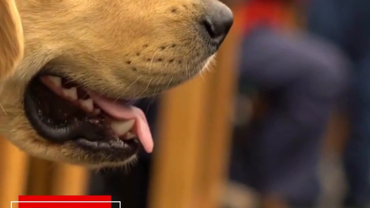 Cecilia Hernández – Perro de Graduación y Servicio Canela
