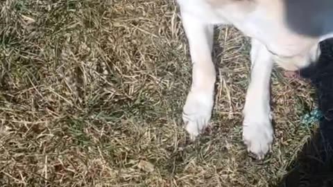 Introducing our dogs!!
